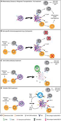 CD83: Activation Marker for Antigen Presenting Cells and Its Therapeutic Potential